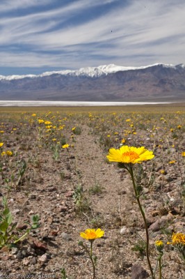 An Unusual Bloom, Death Valley National Park